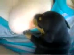 Dog sucking the tits of pet owner zoo xxx